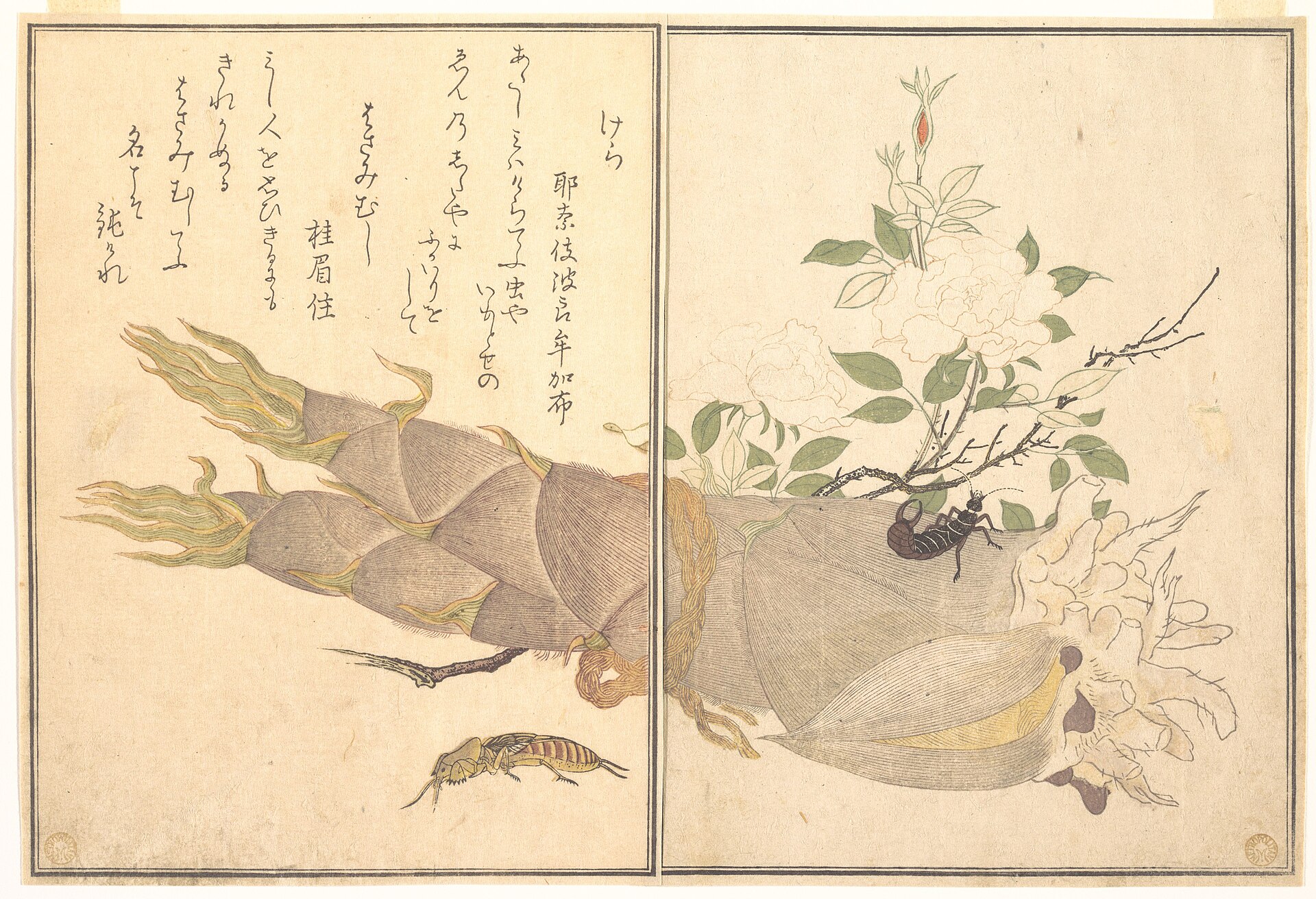 喜多川歌麿『画本虫撰』1788年、メトロポリタン美術館。左下にケラ、右にハサミムシ
